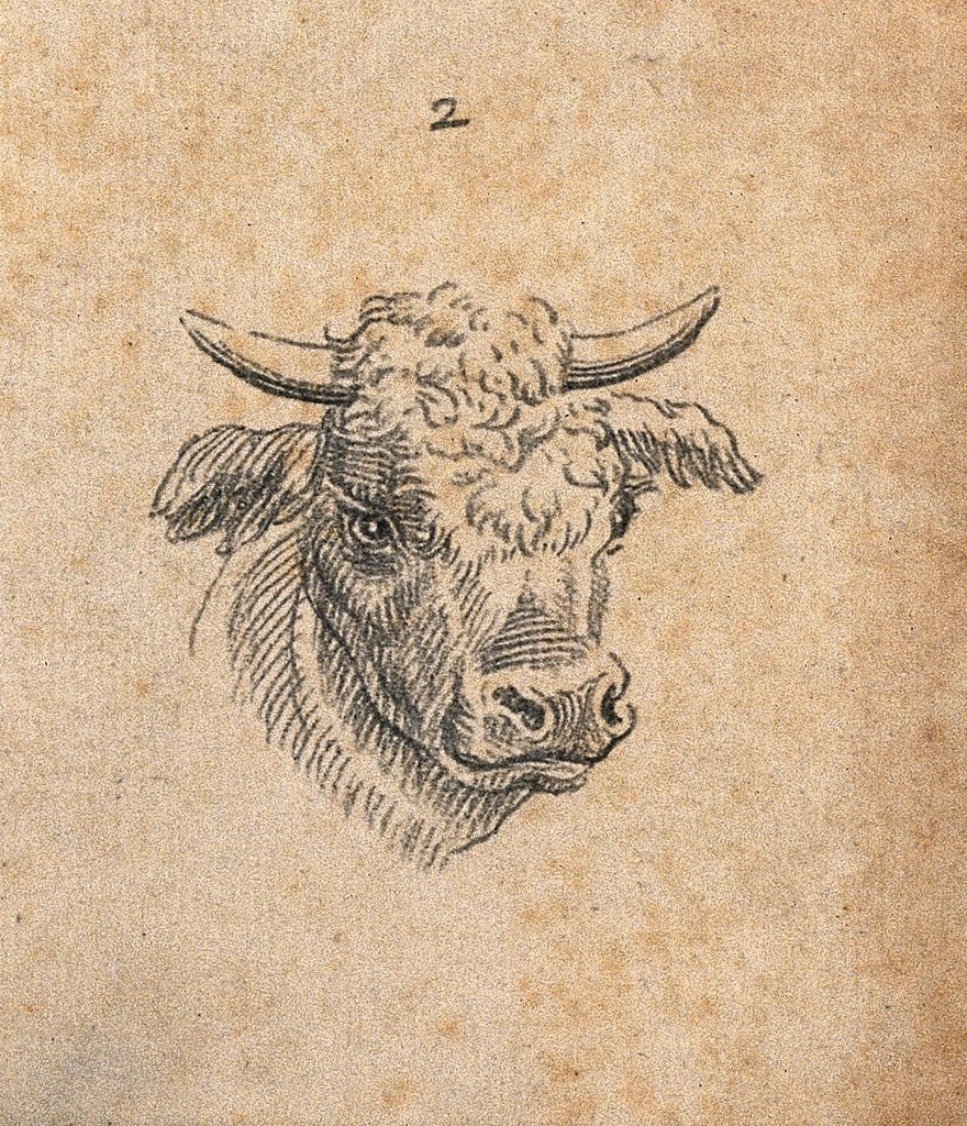 Ox-head