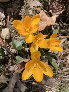 Dinner-bouquet-option