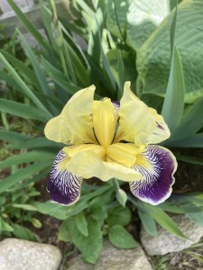 Dinner-bouquet-option