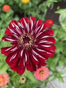 Dinner-bouquet-option