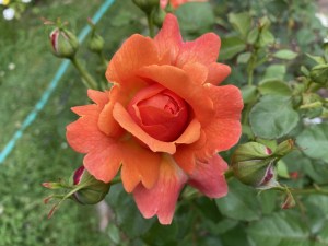 Dinner-bouquet-option