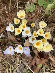 Dinner-bouquet-option