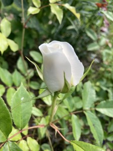 Dinner-bouquet-option