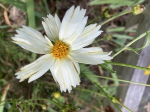 Dinner-bouquet-option