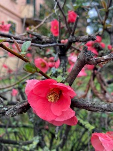 Dinner-bouquet-option