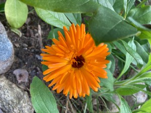 Dinner-bouquet-option