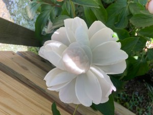 Donner-bouquet-option