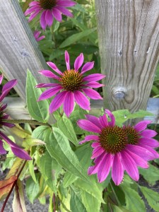 Mt.-Ebal-Curse-Tablet-Exposed