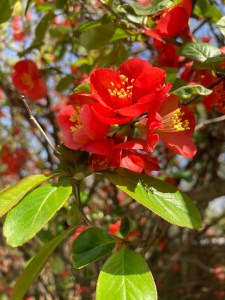 Dinner-bouquet-option