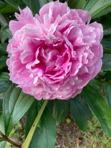 Dinner-bouquet-option