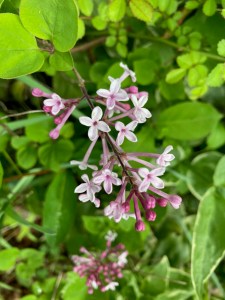 Dinner-bouquet-option
