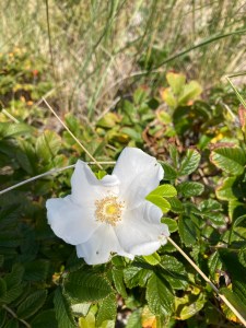Mt.-Ebal-Lagniappe-/- Altar,-Curse,-and-Alphabet